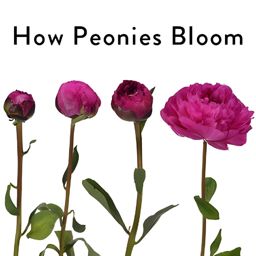 Alex Flemming Pink Peonies Bouquet - Fresh Cut Flowers for April Delivery | Perfect for Spring Weddings, Mother's Day Gifts & Home Decor
