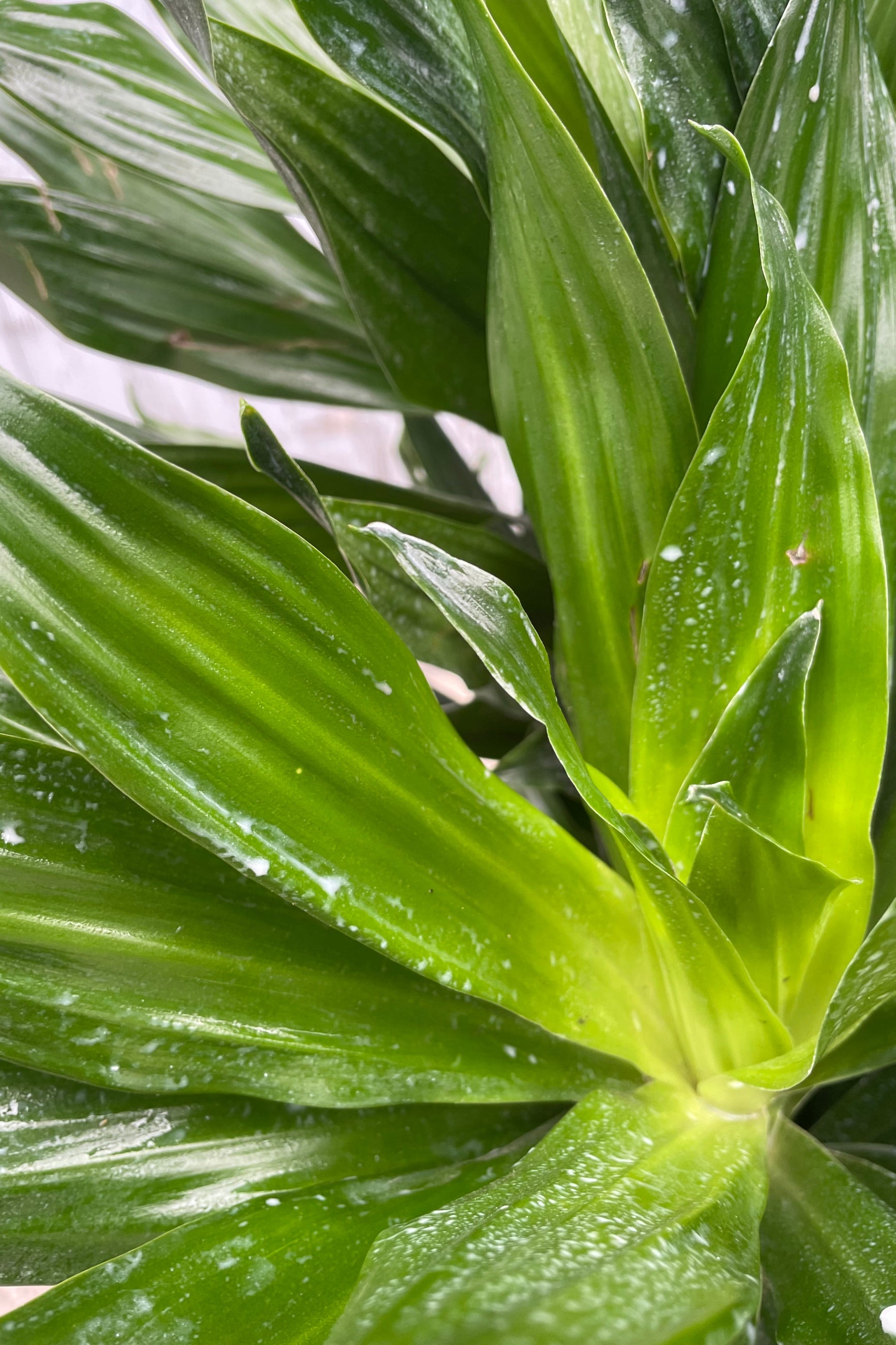 Dracaena 'Green Jewel' 14 Multi-Cane Live Indoor Plant - Perfect for Home, Office & Air Purification | Low Maintenance Houseplant for Living Room, Bedroom & Workspace Decor