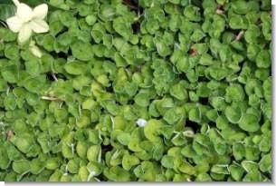 **SeedRanch Dichondra Repens Seeds - 20 Lbs Bulk Ground Cover for Lawns, Gardens & Landscaping - Drought-Tolerant & Low-Maintenance**