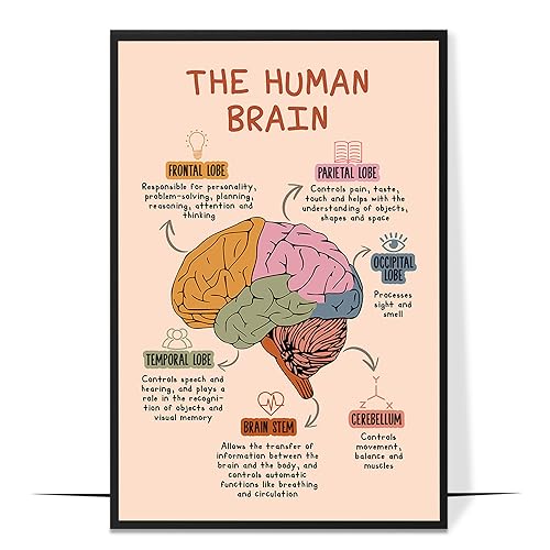 The Human Brain