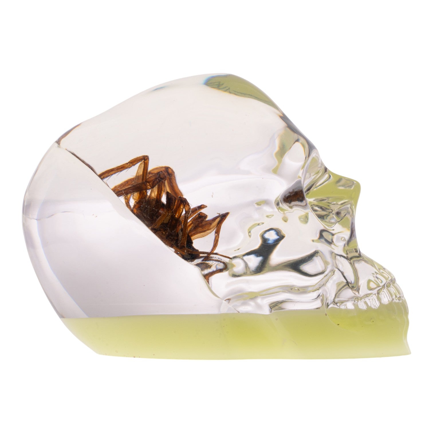 Real Spider & Web Encased in Glow-in-the-Dark Acrylic Skull Display - Perfect for Halloween Decor, Gothic Home Decor, and Unique Collectibles