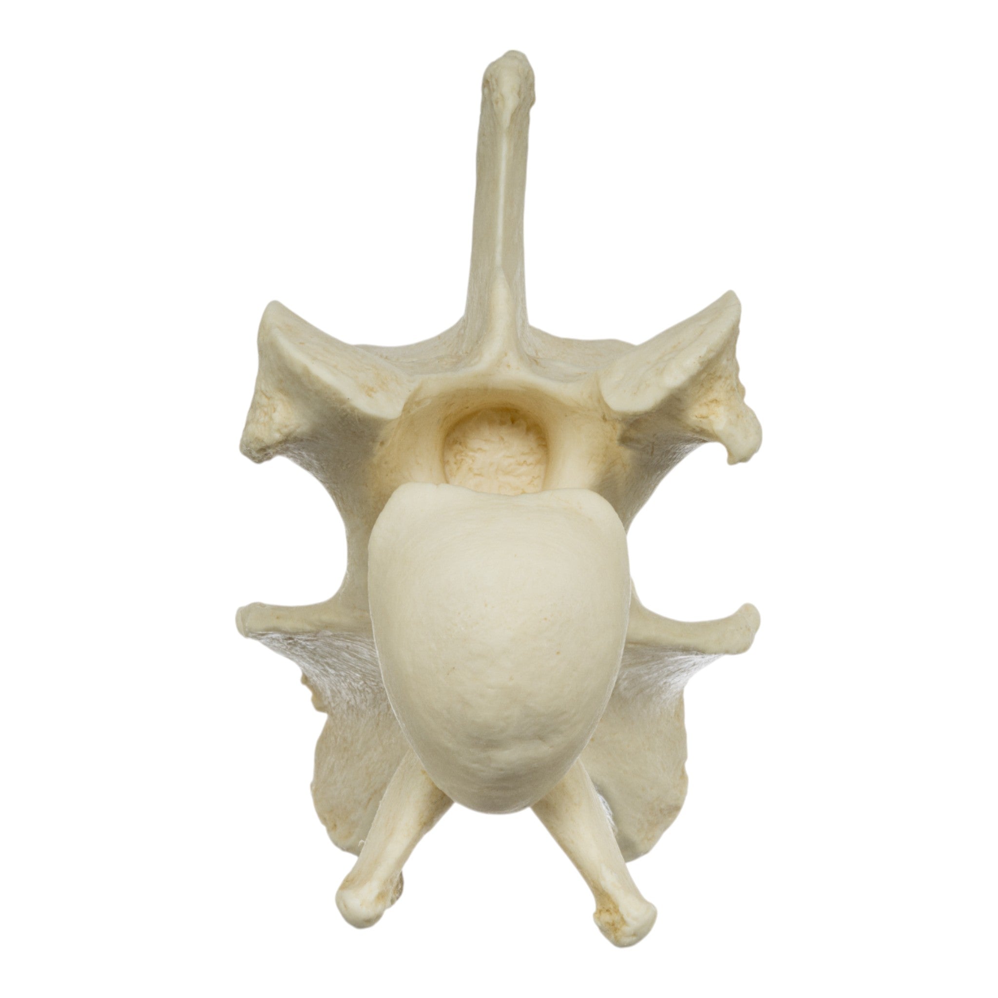 Replica Giraffe Vertebrae - High Quality Animal Bone Model for Science Education & Home Decor | Perfect for Classroom Teaching, Paleontology Study & Unique Interior Design