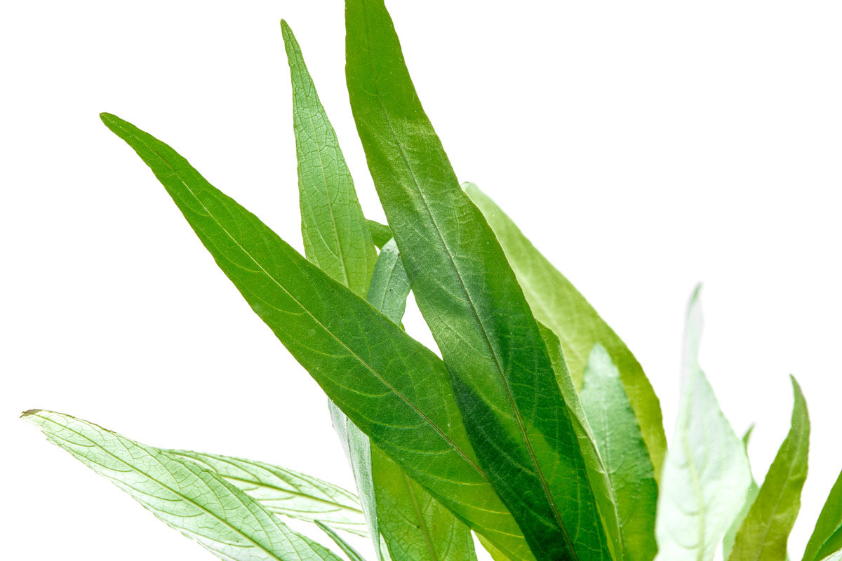 Hygrophila Angustifolia Aquatic Plant for Aquarium - Live Freshwater Plants for Fish Tank Decoration | Perfect for Aquascaping, Shrimp Tanks & Aquatic Ecosystems