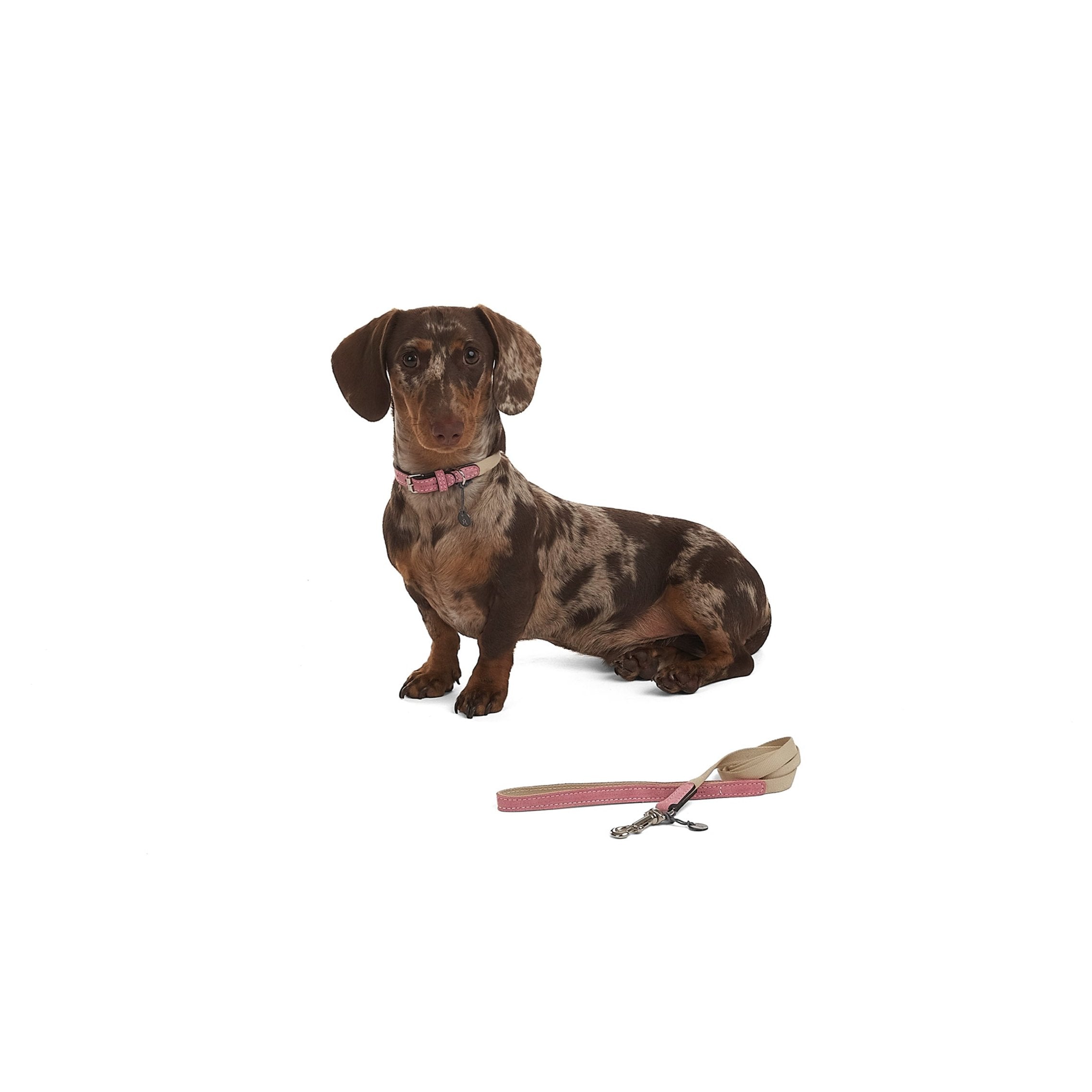 Premium Baseball Stitched Dog Collar - Adjustable Pet Collar for Small Medium Large Dogs - Perfect for Training, Walks & Baseball Games