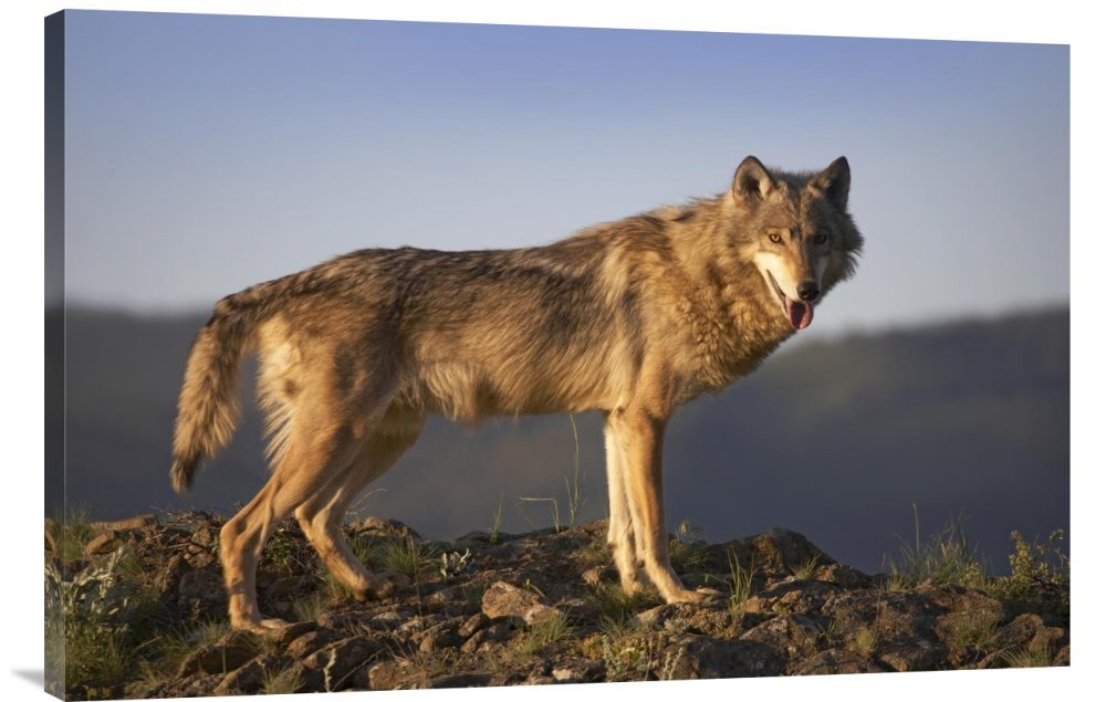 Gray Wolf Side View Canvas Print - North America Wildlife Wall Art by Tim Fitzharris | Gallery Wrapped Giclee on Canvas | Perfect for Living Room, Bedroom & Office Decor