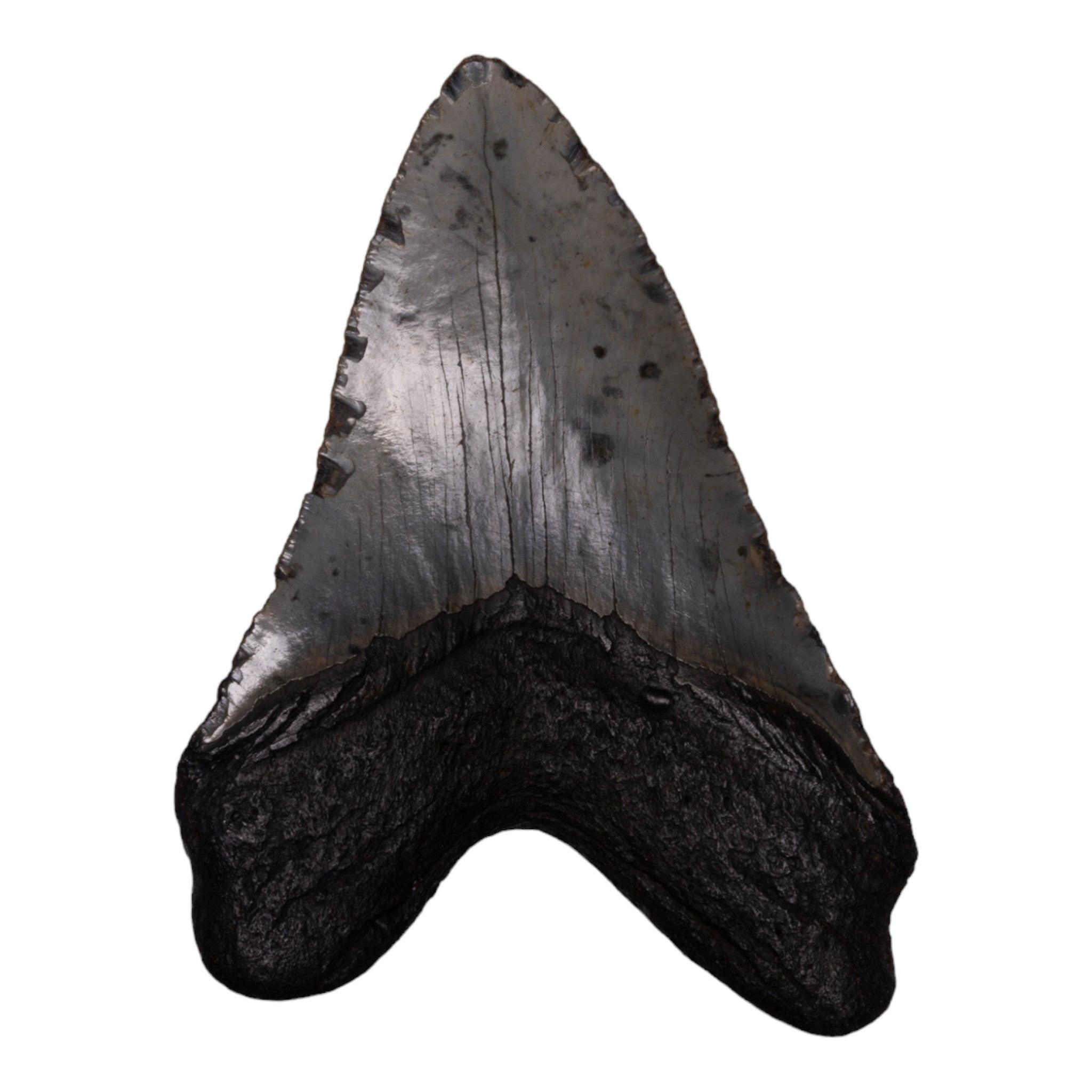 Authentic Megalodon Tooth Fossil - Large Prehistoric Shark Tooth for Collectors, Jewelry Making & Home Decor - Perfect for Display, Gifts & Paleontology Enthusiasts