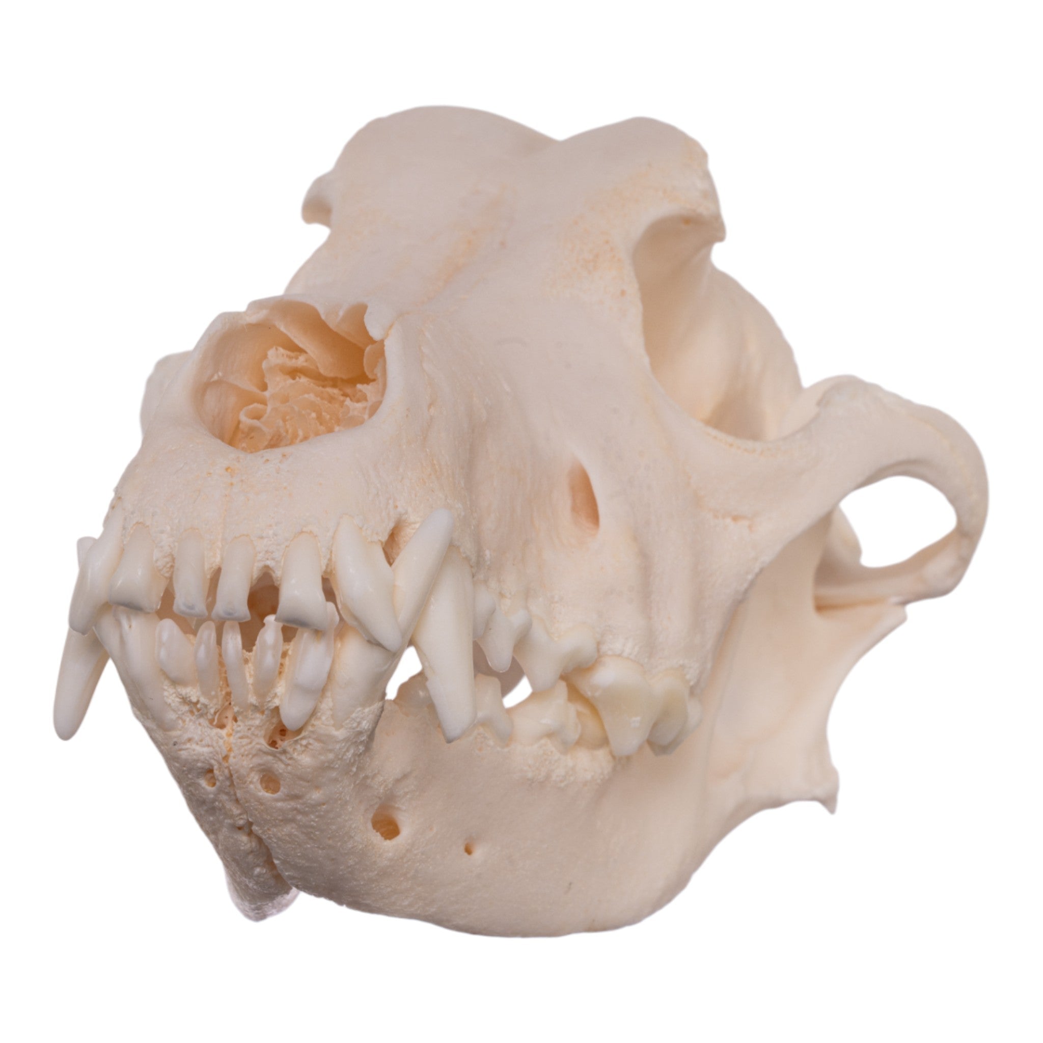 Authentic Alaskan Malamute Dog Skull Replica - Realistic Canine Anatomy Model for Veterinary Study, Taxidermy & Halloween Decor