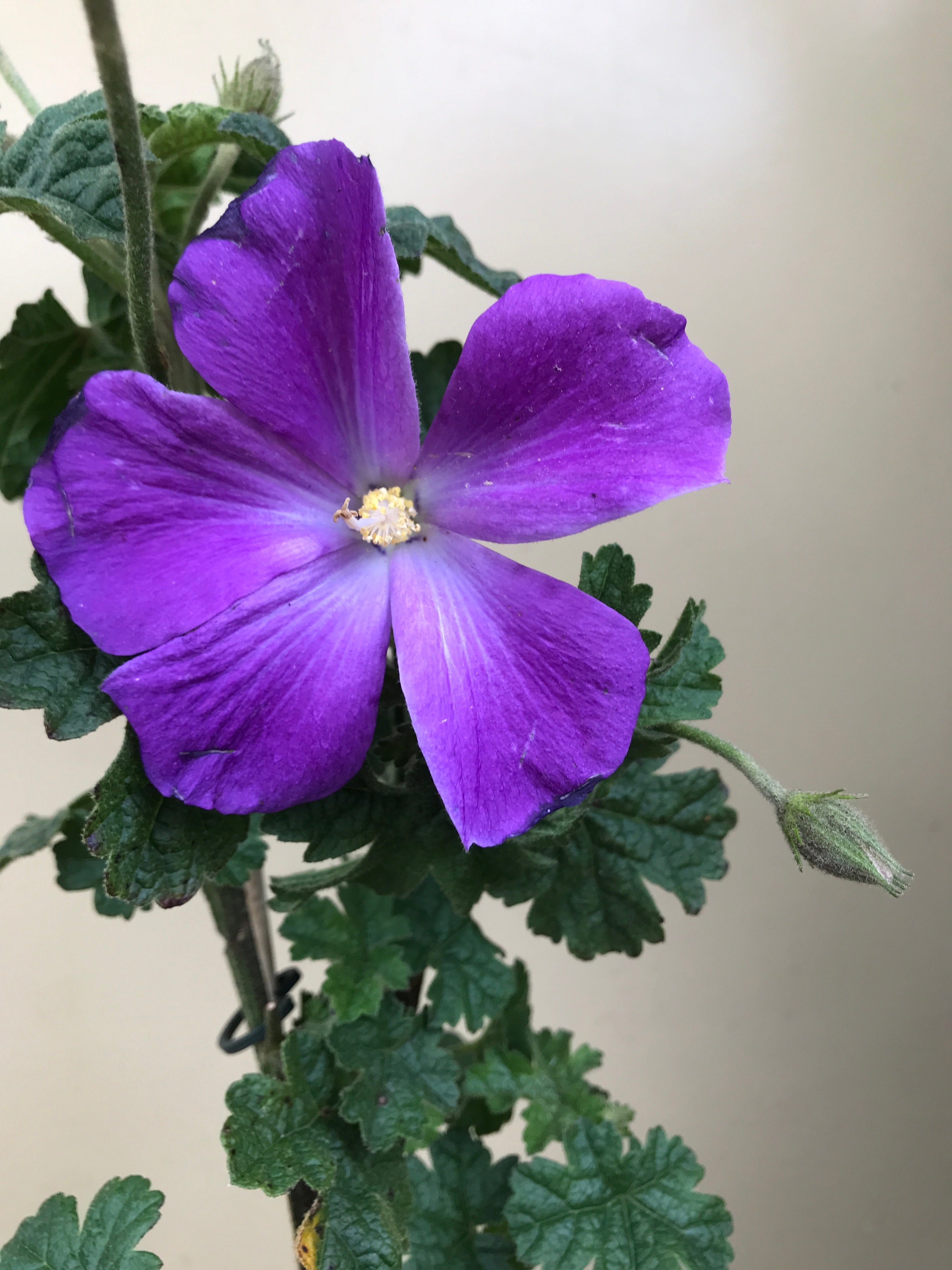 **Alyogyne wrayae 'Blue Heeler' - Stunning Blue Hibiscus Flower Plant for Gardens & Landscaping | Perfect for Outdoor Decor & Pollinator Gardens**