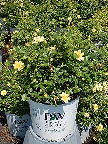 Proven Winners OSO EASY Lemon Zest Rose Bush - Yellow Blooming Shrub in #2 Size Container - Perfect for Garden Borders, Landscaping & Patio Decor