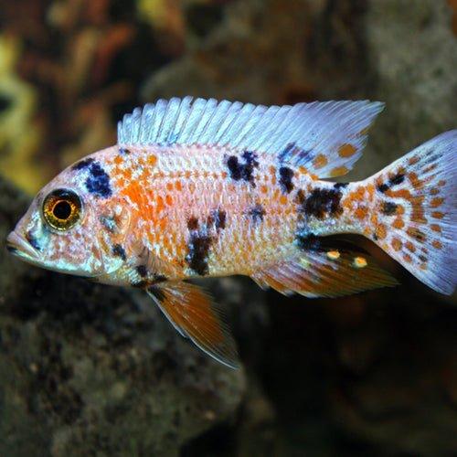 Orange Blotch Peacock Cichlid (Aulonocara sp.) - Stunning Tropical Fish for Aquariums & Fish Tanks - Perfect for Home, Office & Aquatic Displays