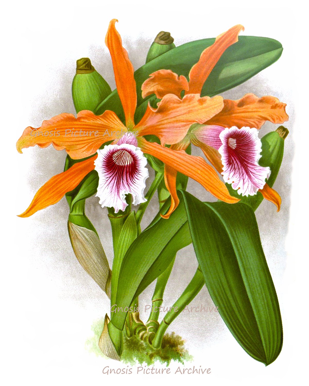 Set of 6 Tropical Orchid Wall Art Prints - Orange & Yellow Unframed Canvas Paintings for Living Room, Bedroom, Office Decor | Vibrant Floral Home Decorations Perfect for Housewarming Gifts & Interior Design