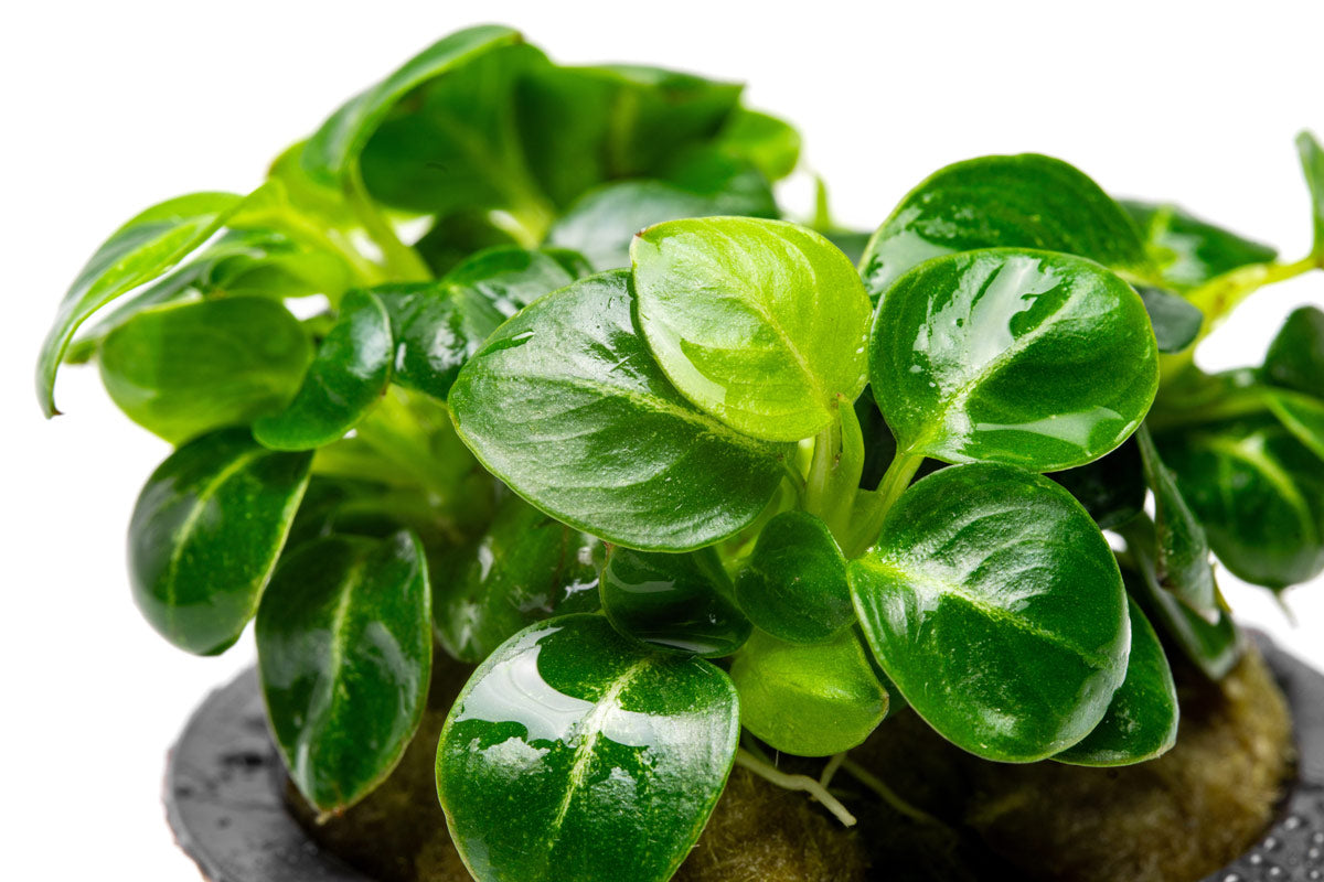 Anubias Stardust Mini Aquatic Plant - Live Freshwater Aquarium Plant for Fish Tanks, Nano Tanks & Aquascaping | Easy Low Light Plant for Beginners