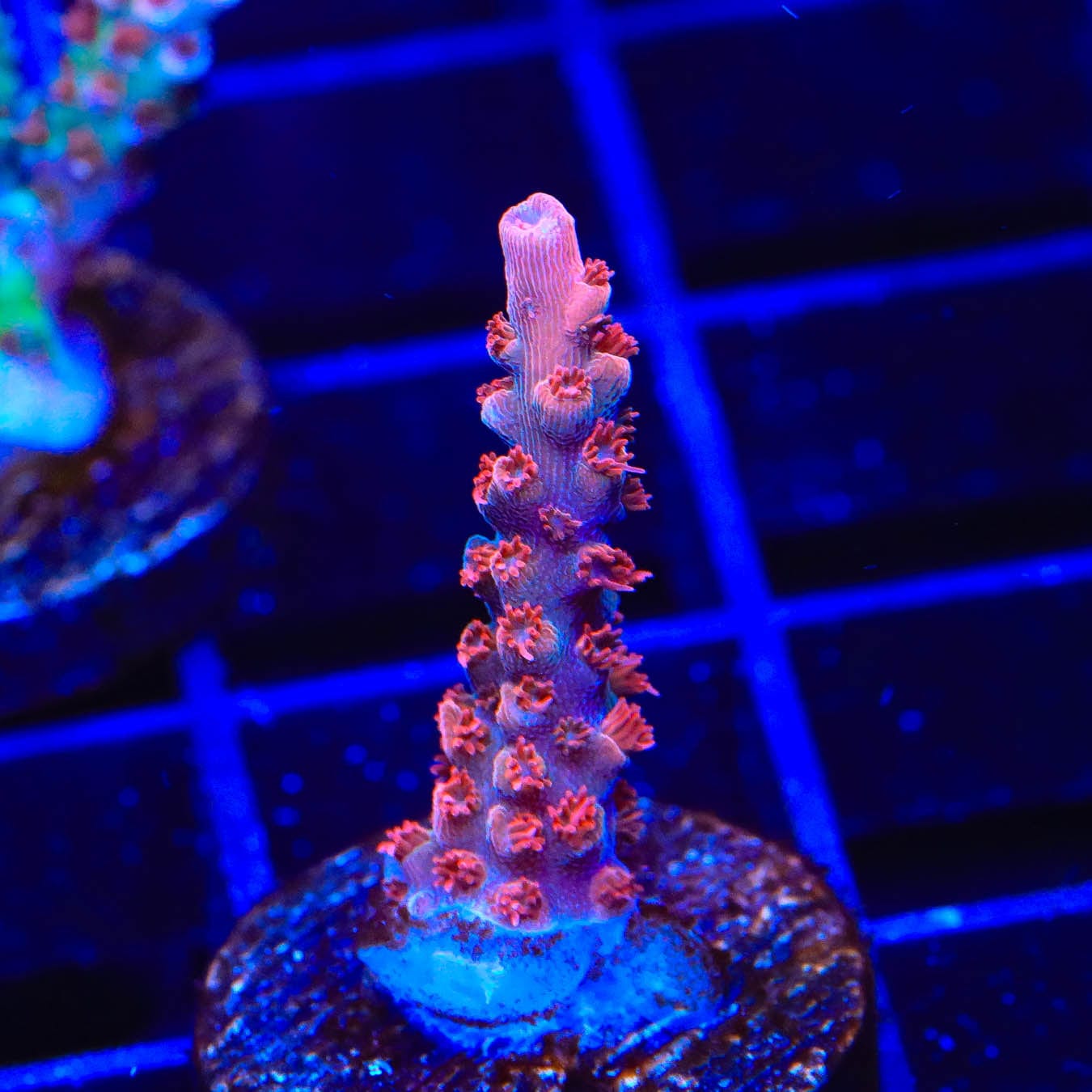 Premium CB Maleficent Acropora Coral for Saltwater Aquariums - Vibrant Purple SPS Coral for Reef Tanks & Marine Aquascaping