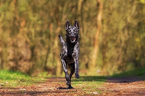 300-Piece Wooden Jigsaw Puzzle - Black Dog Running - Challenging Puzzle for Adults & Kids - Perfect for Family Game Night & Brain Training Activities