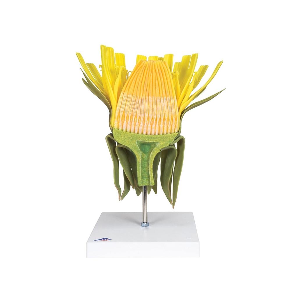 Dandelion (Taraxacum officinale) Model - Realistic Botanical Replica for Science Education & Home Decor | Perfect for Classrooms, Nature Study, and Interior Design