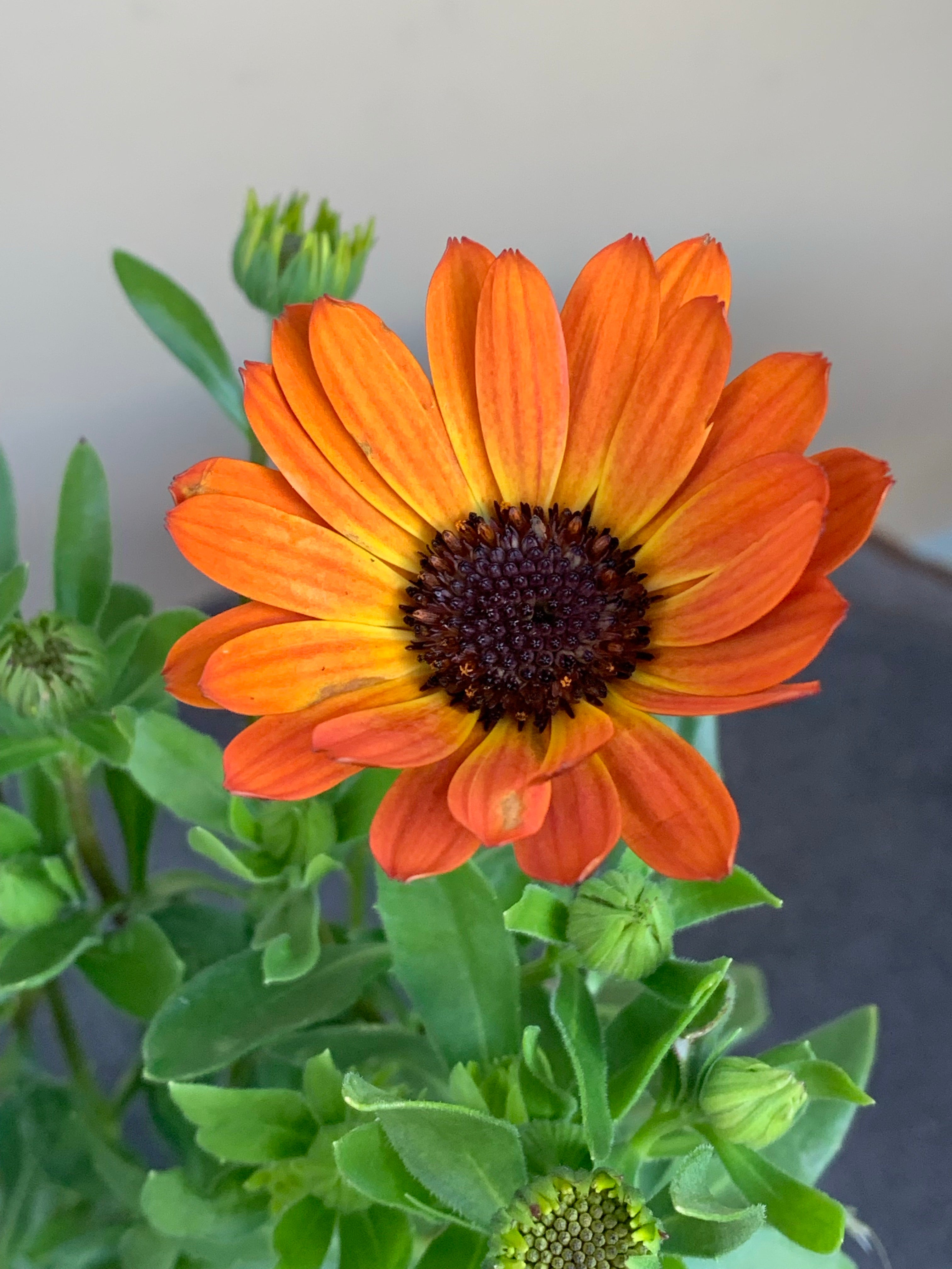 Osteospermum 'Margarita' African Daisy Flower Seeds - Vibrant Purple Blooms for Garden Beds, Borders & Containers | Perfect for Sunny Landscapes & Pollinator Gardens