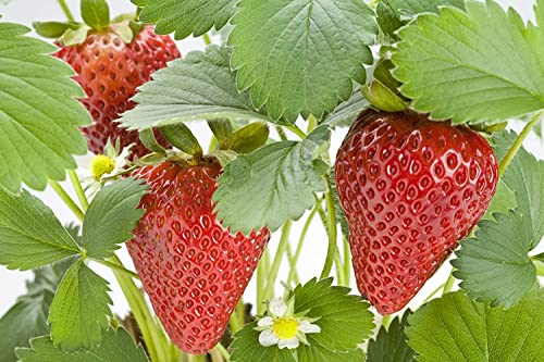 Red Strawberry