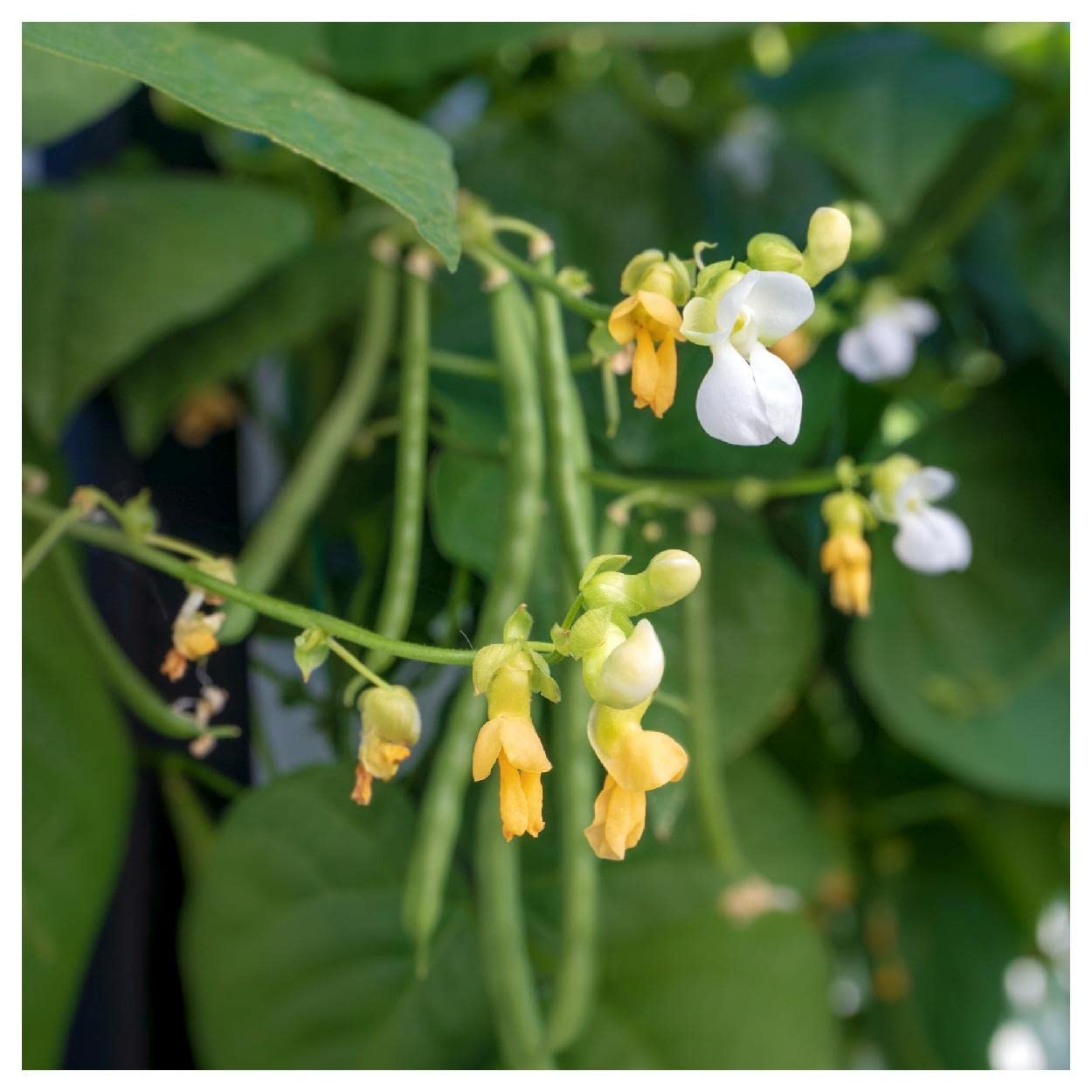Organic Blue Lake Pole Bean Seeds - 50 Count - Non-GMO, Heirloom, USDA Certified - Everwilde Farms Gold Vault Packet - Perfect for Home Gardening, Vertical Trellis Planting & Sustainable Farming