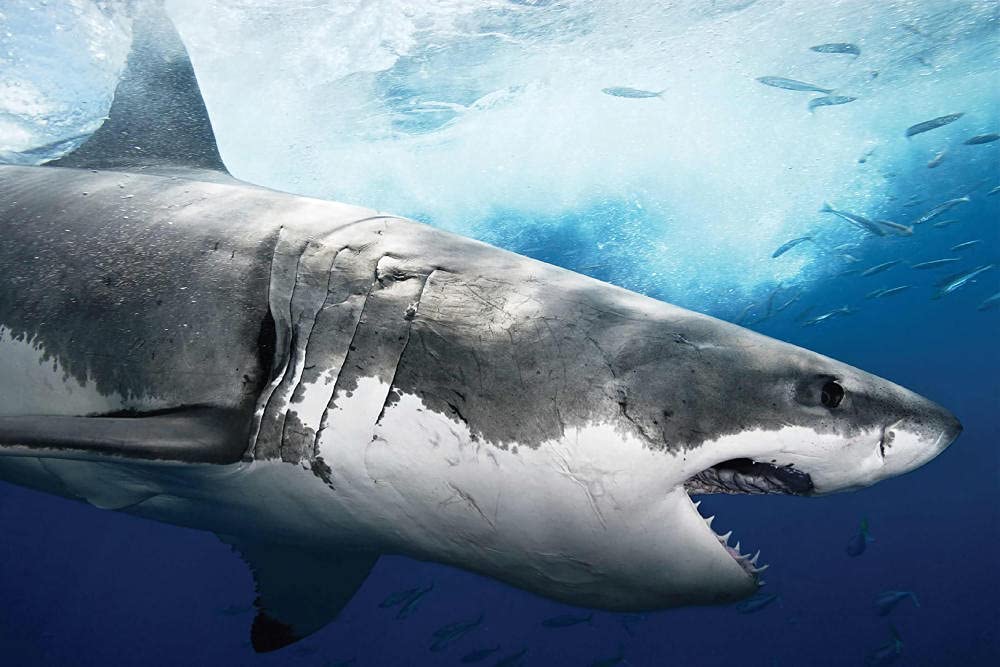 1000 Piece Jigsaw Puzzle for Adults - Wooden 3D Puzzle of Great White Shark Marine Animal - Classic DIY Modern Art Home Decor (75x50cm) - Perfect for Relaxation, Family Bonding & Office Decor