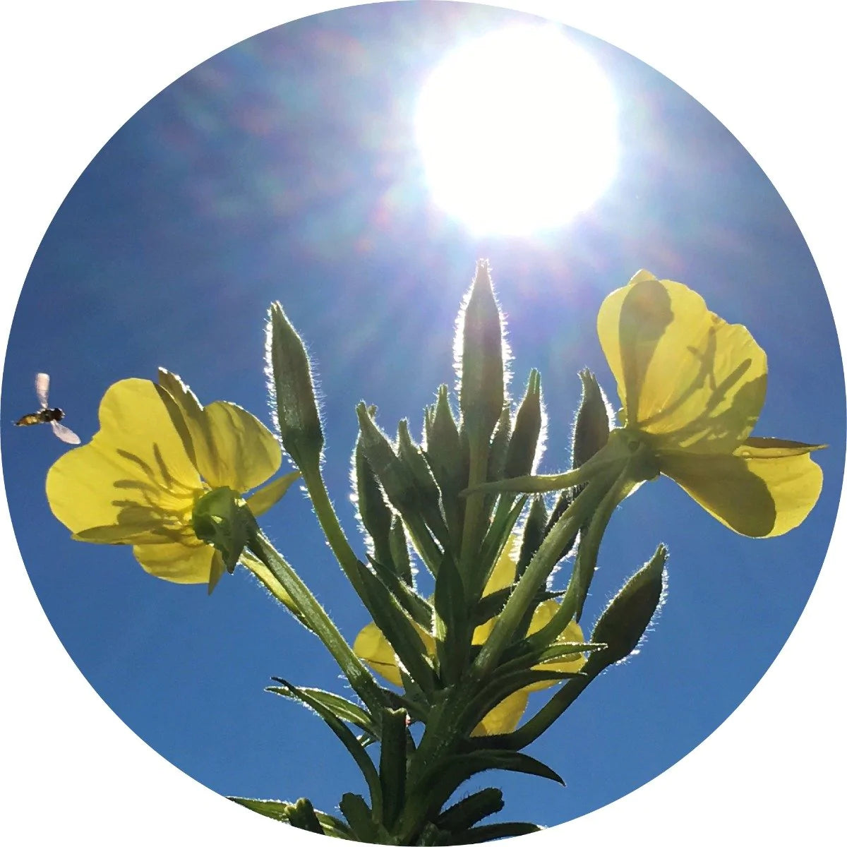 Organic Evening Primrose Oil for Skin & Hair - Cold Pressed, 100% Pure Carrier Oil for Aromatherapy, Massage & DIY Beauty - Perfect for Dry Skin, Eczema & Hair Growth