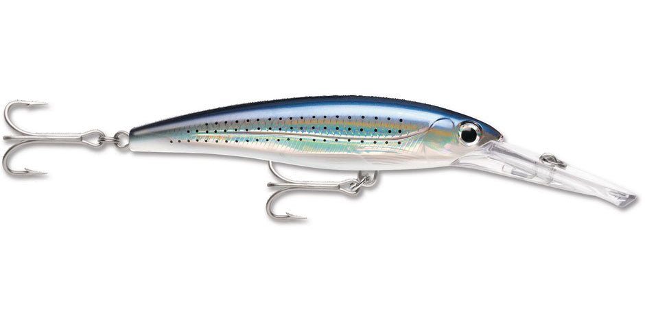 Spotted Minnow