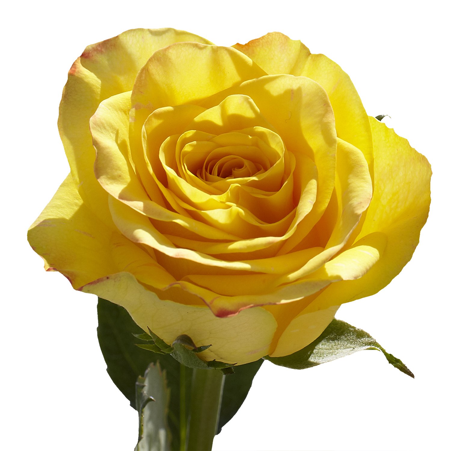 Fresh Dozen Yellow Roses & Fillers Bouquet - Premium Long-Lasting Cut Flowers for Mother's Day, Wedding, Birthday, Anniversary, Bridal Shower | Perfect for Home Décor, Centerpieces & Romantic Gifts