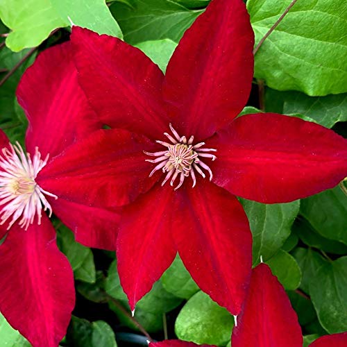Bright Red Clematis Seeds - 25 Pack Evergreen Flowering Vine Seeds for Hanging Gardens, Perennial Climbing Plants with Vibrant Red Blooms | Perfect for Trellises, Fences & Container Gardening
