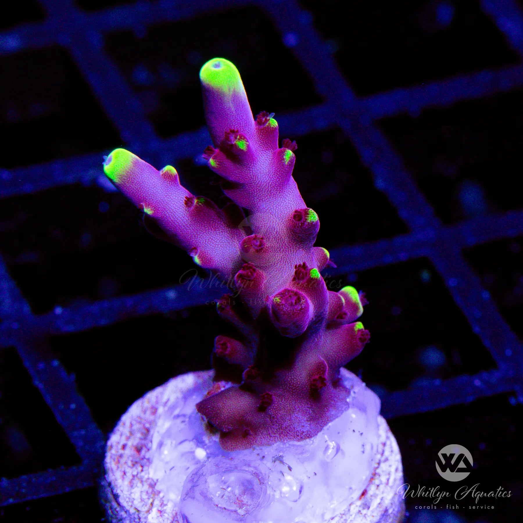 Premium Fox Flame Acropora Coral for Saltwater Aquariums - Vibrant Orange & Red SPS Coral Frags for Reef Tanks - Perfect for Coral Propagation and Aquascaping