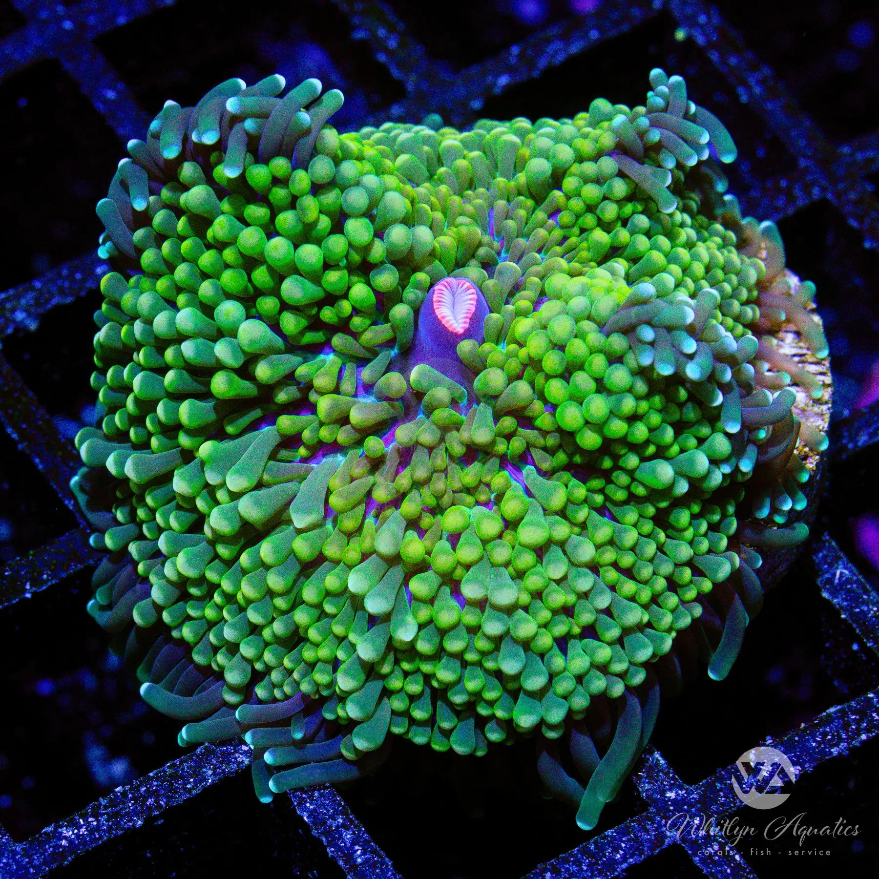 N2 WA Surge Ricordea Mushroom - Premium Live Coral for Saltwater Aquariums | WYSIWYG | Perfect for Reef Tanks & Marine Displays