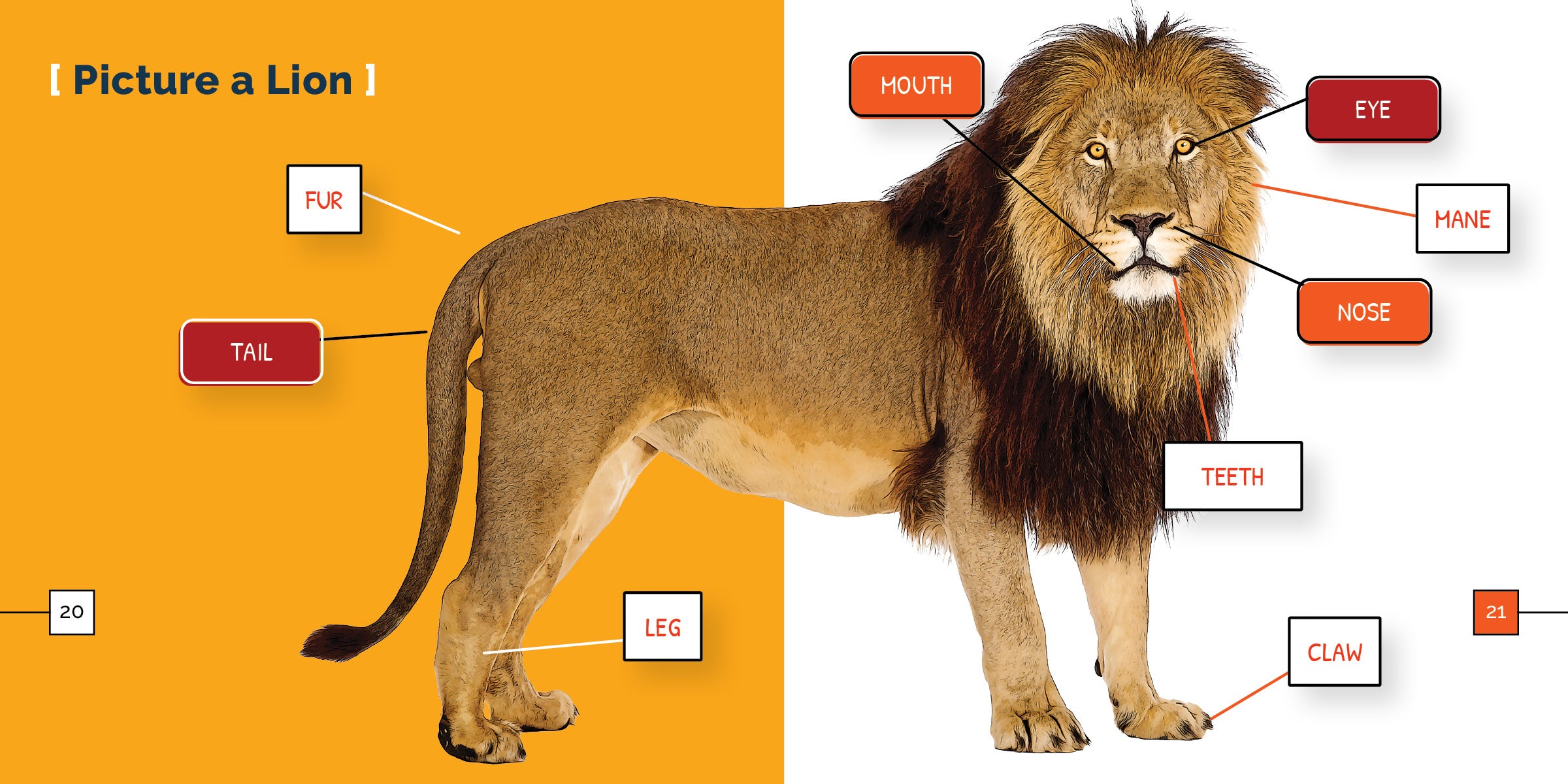 Lions Book 9781640268432 - Wildlife Animal Encyclopedia for Kids & Adults - Perfect for Education, Research & Nature Lovers