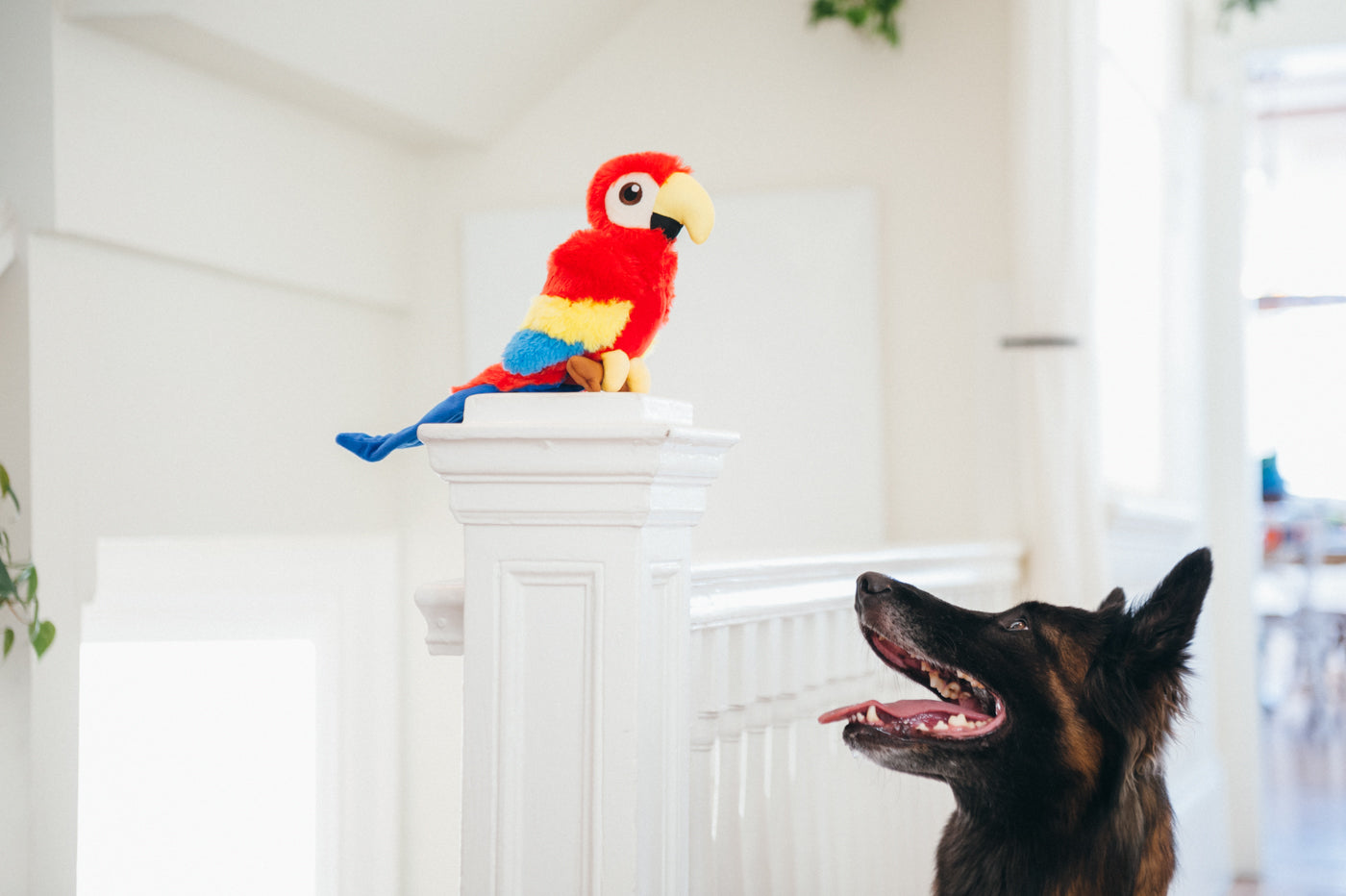 Paula the Parrot Plush Dog Toy - Fetching Flock™ Interactive Chew Toy for Small & Large Dogs | Durable & Safe Pet Play Toy for Fetch, Cuddle & Training Sessions
