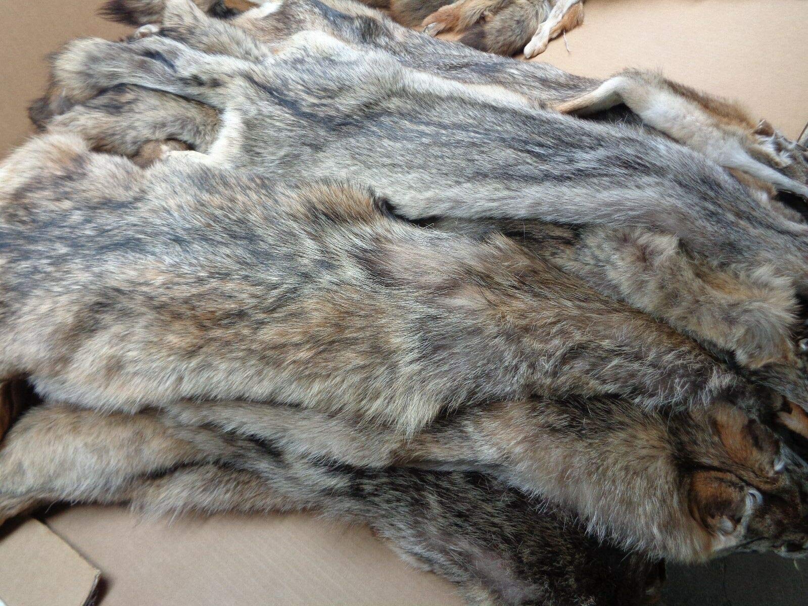 Premium Real Tanned Coyote Hide Fur Pelt - 50-60