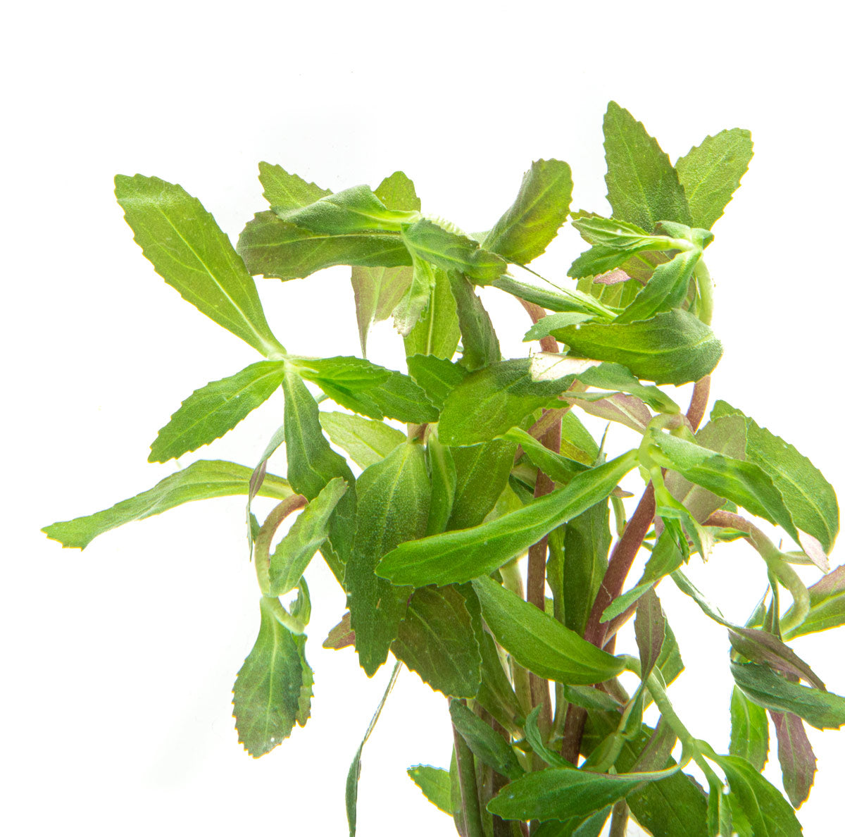 Limnophila Belem Aquatic Plant - Freshwater Aquarium Plant for Fish Tanks, Ponds & Aquascaping | Easy to Grow & Maintain | Perfect for Beginners & Experts