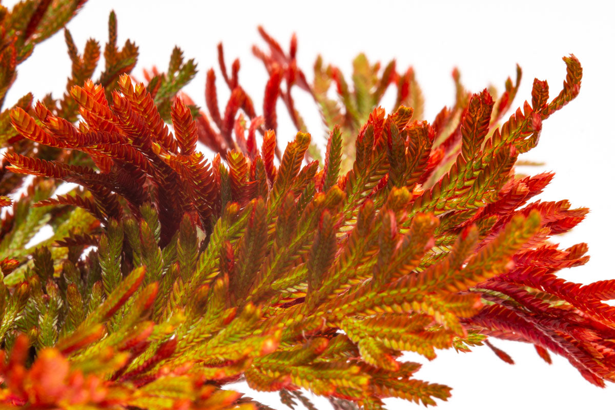 Selaginella Erythropus Sanguinea - Red Spike Moss Plant for Home & Office Decor | Perfect for Terrariums, Fairy Gardens, and Indoor Plant Displays