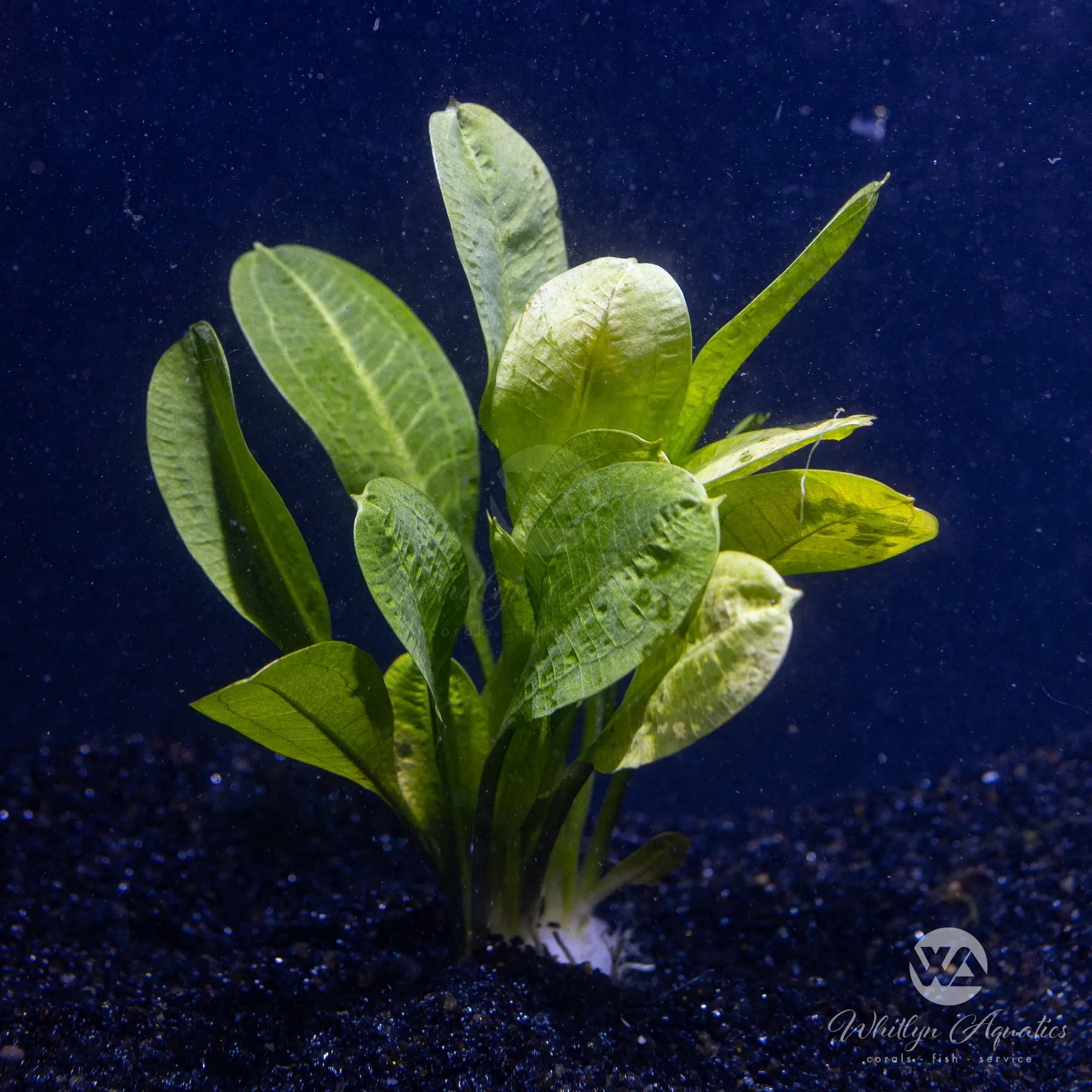 Echinodorus Parviflorus - Live Aquatic Plant for Freshwater Aquariums | Perfect for Fish Tanks, Aquascaping & Water Gardens