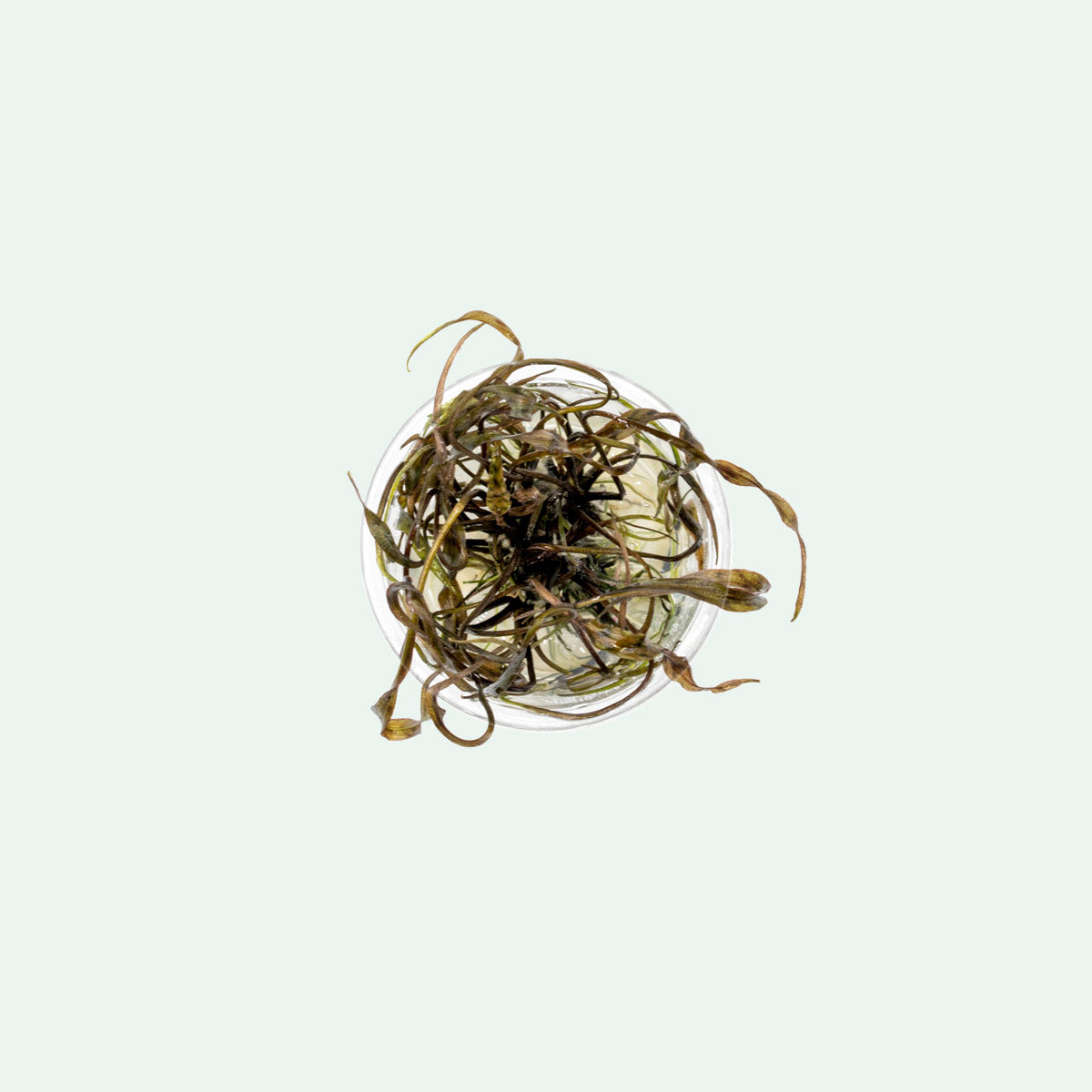 Cryptocoryne Nurii Live Aquarium Plant - Rare Aquatic Plant for Fish Tanks & Aquascaping | Perfect for Freshwater Aquariums, Shrimp Tanks & Planted Tanks