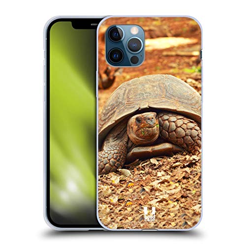 Crawling Tortoise