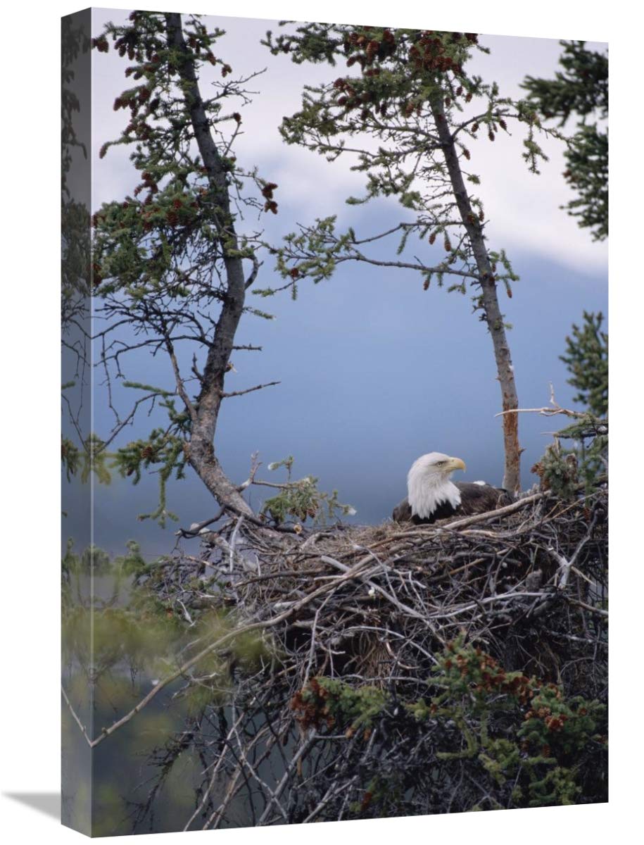 Michael Quinton Bald Eagle on Nest Art Print - 16x24 Inches Wall Decor for Living Room, Office & Home - Wildlife Photography Nature Poster