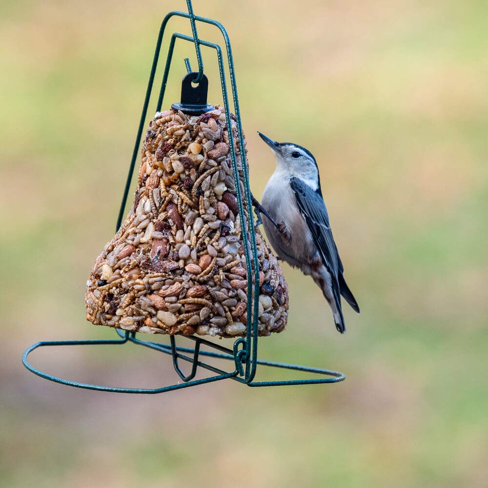 Premium Bird Seed Bell Hanger - Wild Bird Feeder for Outdoor Garden, Backyard & Patio - Attracts Cardinals, Finches & Songbirds - Perfect for Bird Watching & Nature Lovers