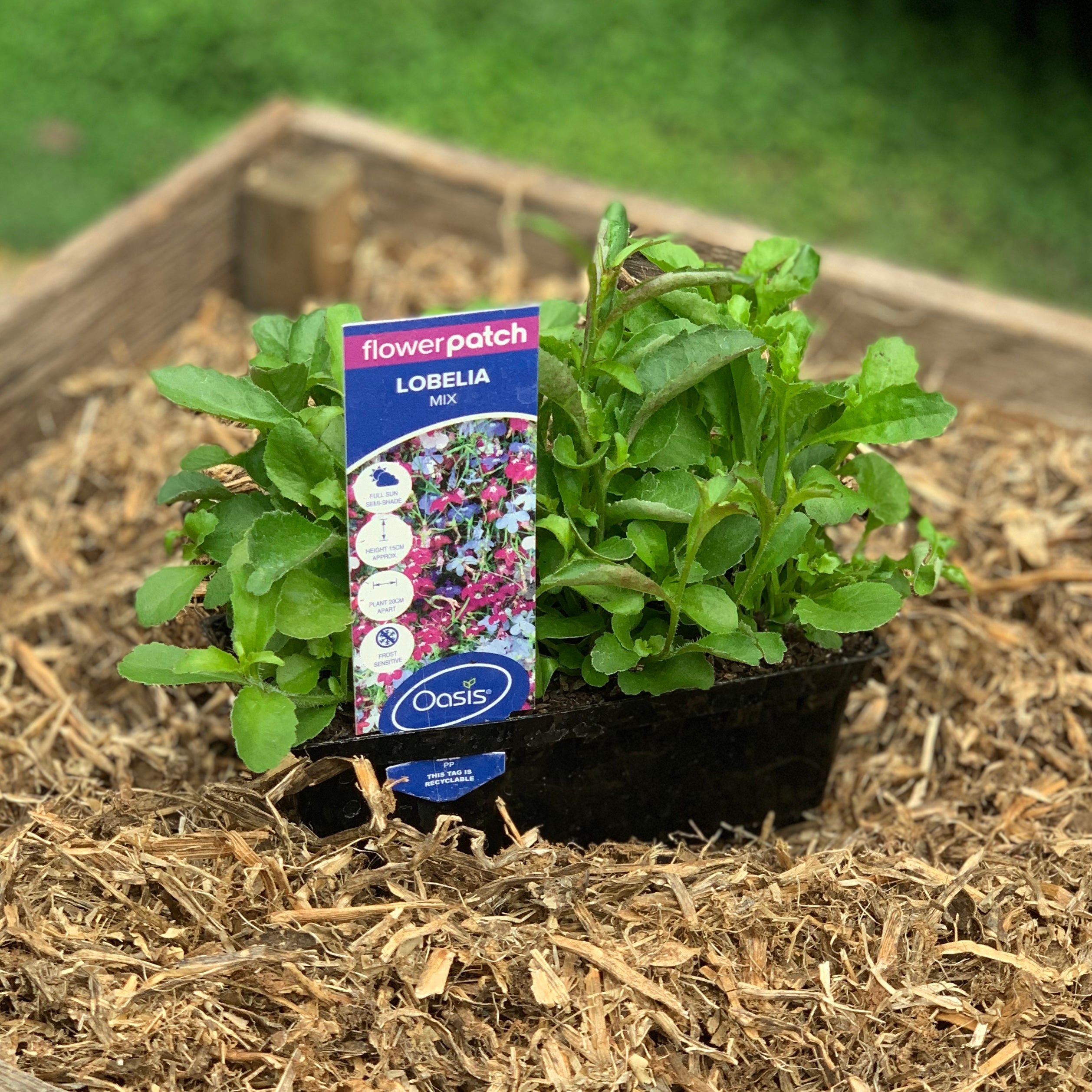 Lobelia Mix Seeds - Colorful Perennial Flowers for Garden Beds, Borders & Containers | Attracts Butterflies & Hummingbirds | Perfect for Landscaping & Home Gardening