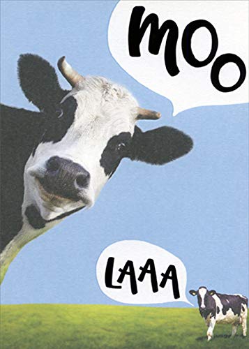 Funny Moo Laaa Cows Birthday Card by Designer Greetings - Humorous Cow-Themed Greeting Card for Friends & Family | Perfect for Farm Animal Lovers, Birthday Parties & Cow-Themed Celebrations
