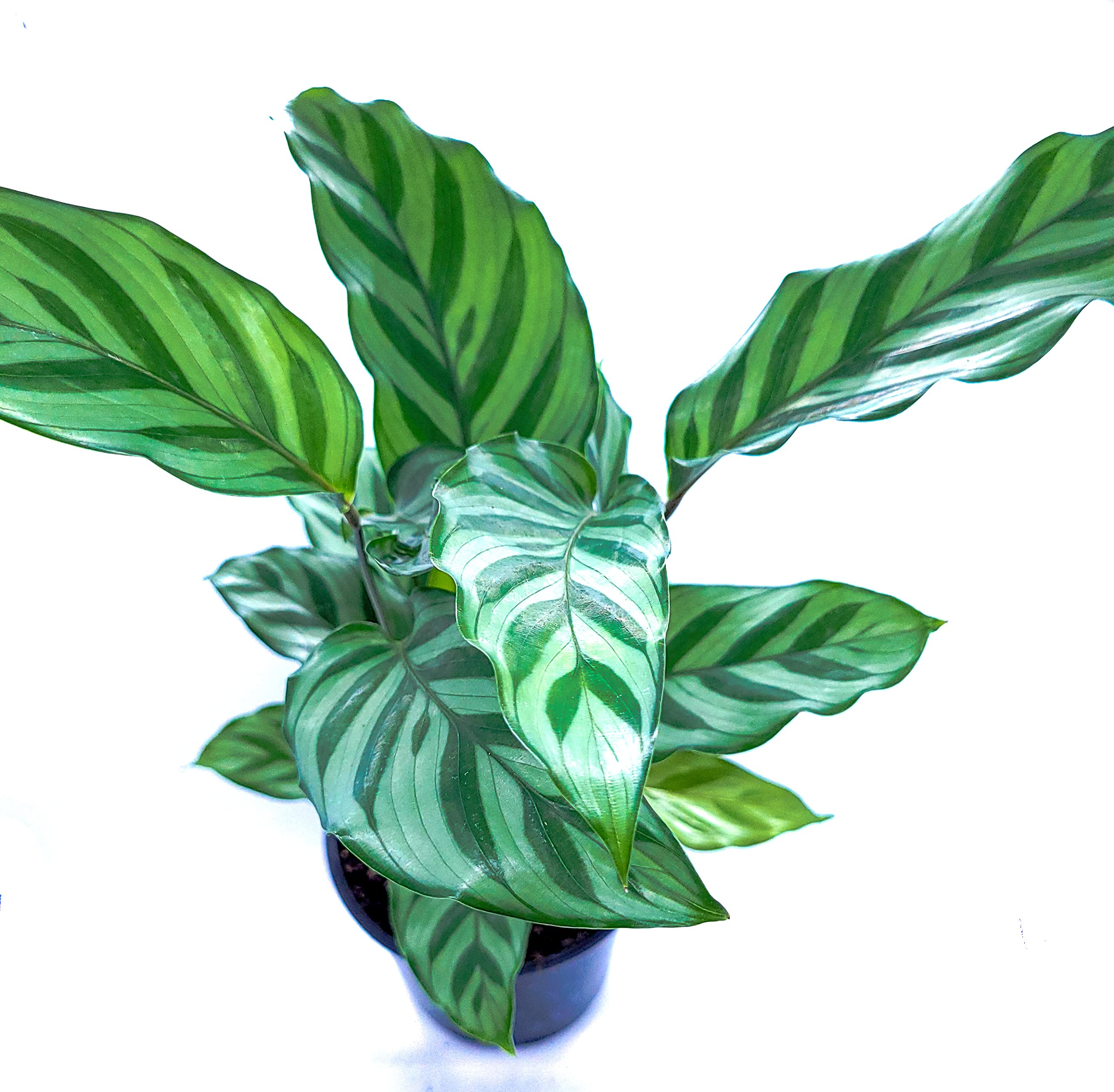Calathea Freddie Live Houseplant in 4
