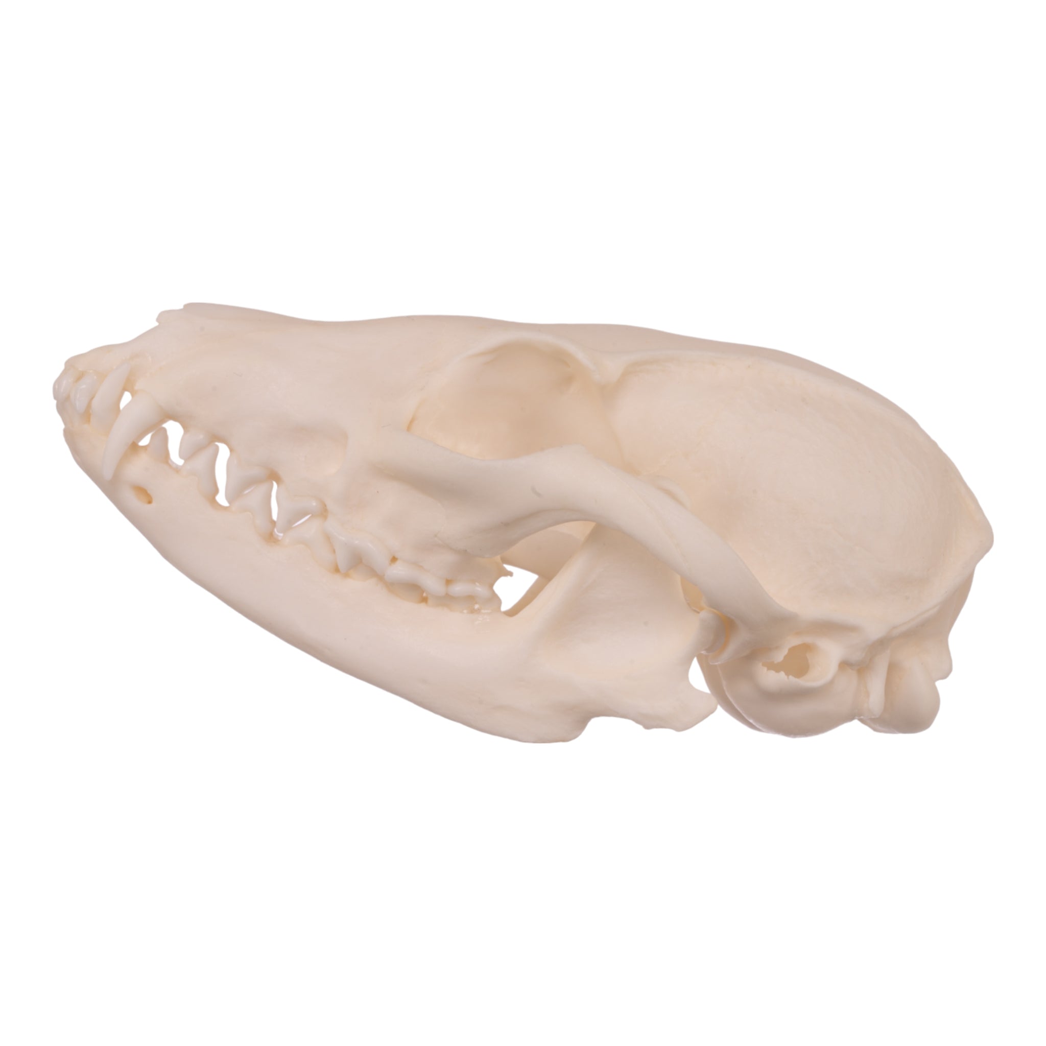 Authentic Gray Fox Skull - Taxidermy Specimen for Collectors, Science Education & Home Decor - Perfect for Gothic Decor, Biology Studies & Oddity Collections