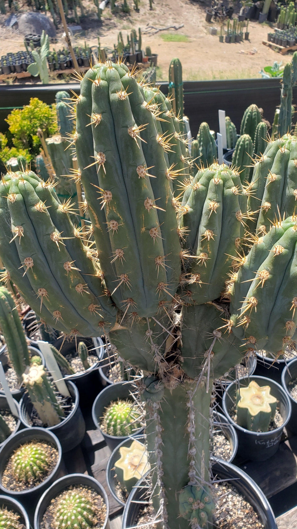 EC123 Trichocereus Peruvianus Swollen Cactus Cutting 5-6 Inches - Rare Live Cactus for Gardening, Landscaping & Home Decor