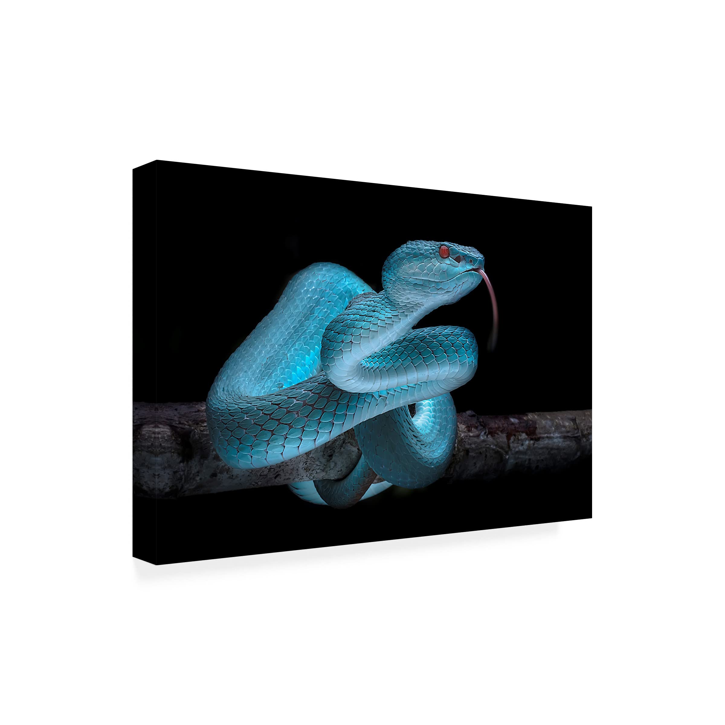 Trademark Fine Art 'Venomous Blue Viper Snake' Canvas Wall Art Print by Fauzan Maududdin - Perfect for Home Decor, Office & Living Room Wall Art