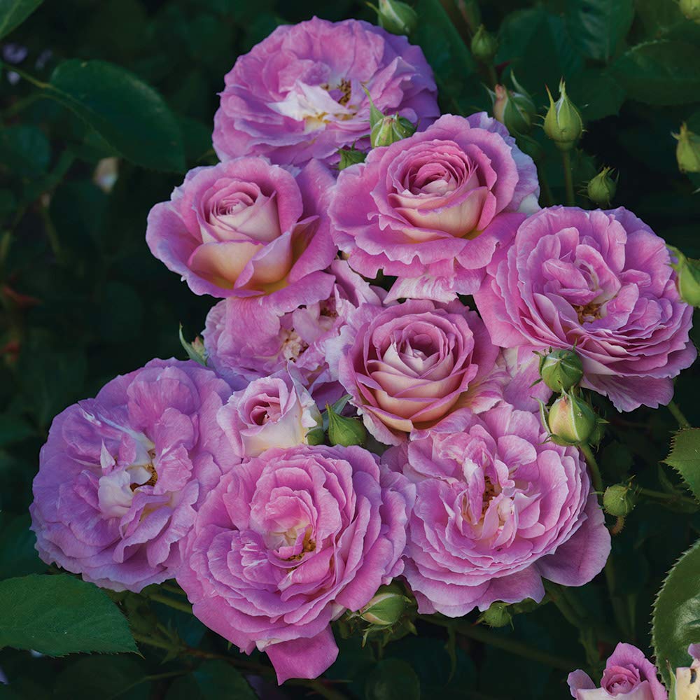 Heirloom Roses Arctic Blue™ Purple Floribunda Rose Bush - Live Outdoor Plant for Gardens, Landscaping & Patio Decor