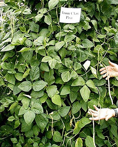 Non-GMO Iron and Clay Southern Pea Seeds - 25+ Seeds for Planting | Heat-Tolerant Cover Crop & Forage for Gardens, Farms, and Wildlife Food Plots