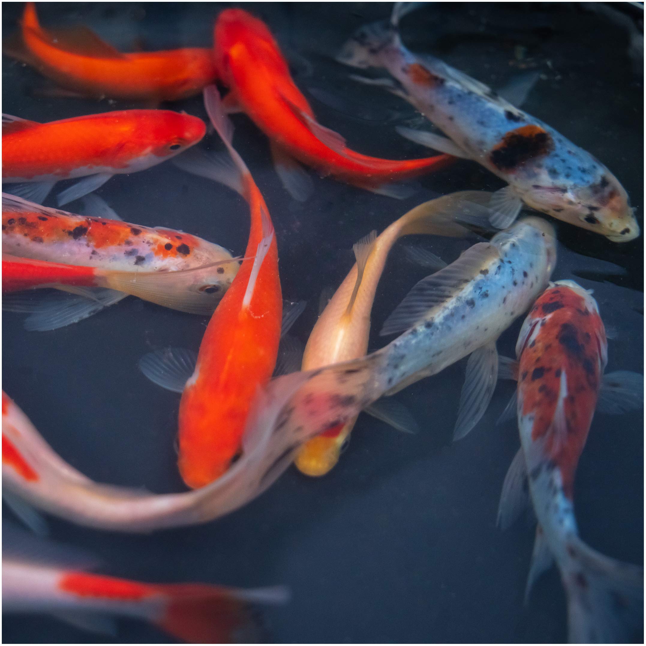 Live Goldfish Mix for Ponds - 10 Pack of 3-5