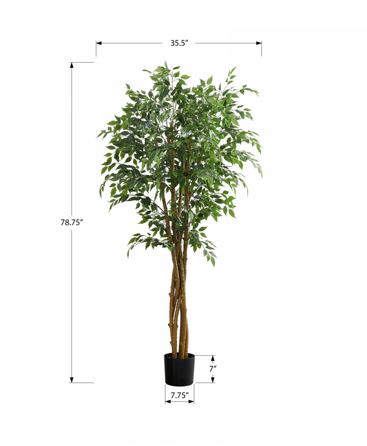 79 Ficus Tree with 8-Inch Black Pot - Indoor Green Ficus Plant for Home, Office, and Living Room Decor