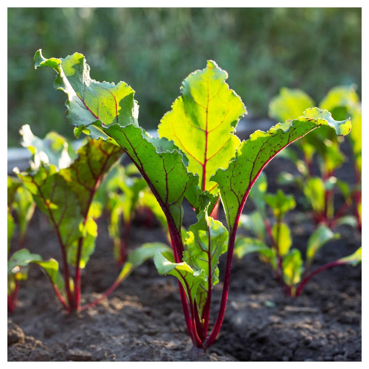 Bull's Blood Beet Seeds 1/4 Lb - Everwilde Farms - for Gardening & Cooking